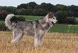 ALASKAN MALAMUTE 745